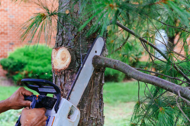 Best Large Tree Removal  in Oil City, PA